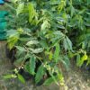 Aquilaria malaccensis (agarwood) Plant