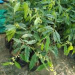 Aquilaria malaccensis (agarwood) Plant