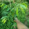Aquilaria malaccensis (agarwood) Plant