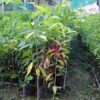 Aquilaria malaccensis (agarwood) Plant
