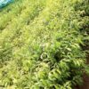 Aquilaria malaccensis (agarwood) Plant