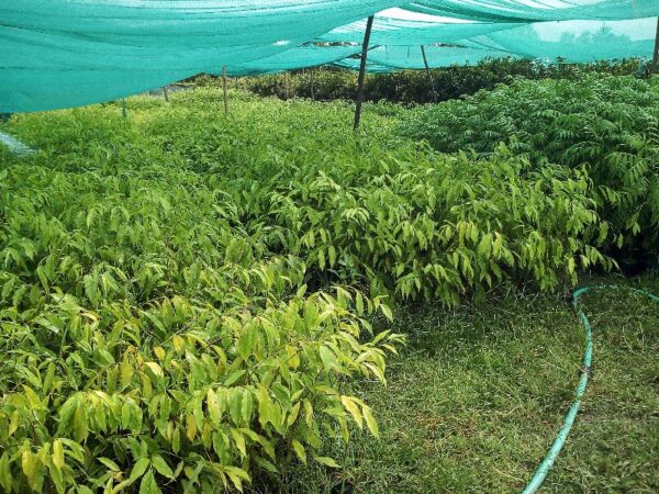Aquilaria malaccensis (agarwood) Plant