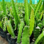 Dragon fruit plant