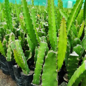 Dragon fruit plant