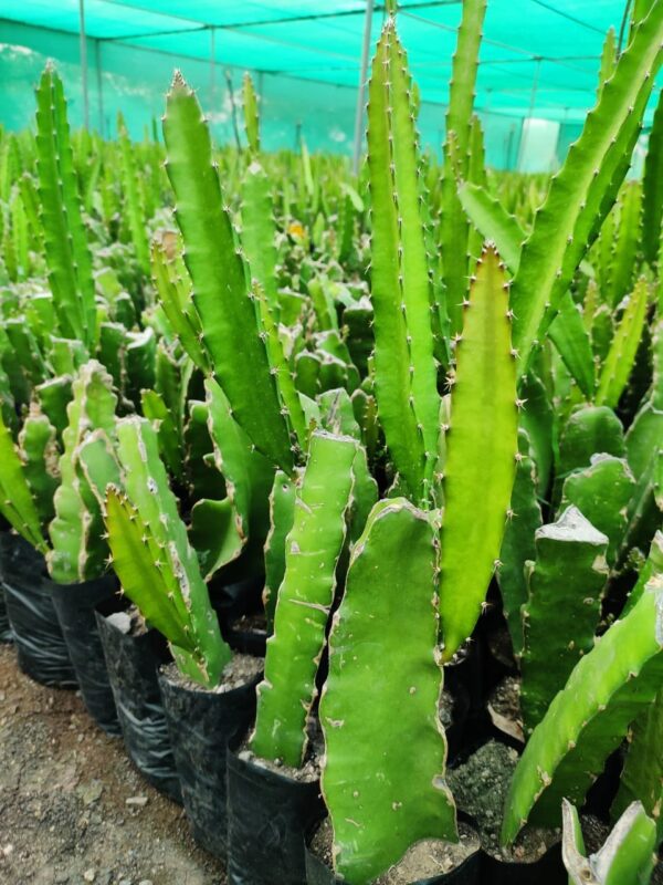 Dragon fruit plant