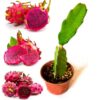 Dragon fruit plant