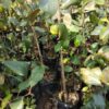 Jujube appleber grafted plant, Apple ber plant, ball sundari apple ber plant online