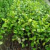 Jujube appleber grafted plant, Apple ber plant, ball sundari apple ber plant online