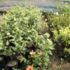 Jujube appleber grafted plant, Apple ber plant, ball sundari apple ber plant online