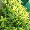 Jujube appleber grafted plant, Apple ber plant, ball sundari apple ber plant online