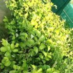Jujube appleber grafted plant, Apple ber plant, ball sundari apple ber plant online