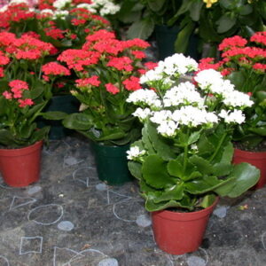 Kalanchoe red plant