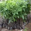 Mahogany Plants, african mahogany
