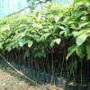 Mahogany Plants, african mahogany