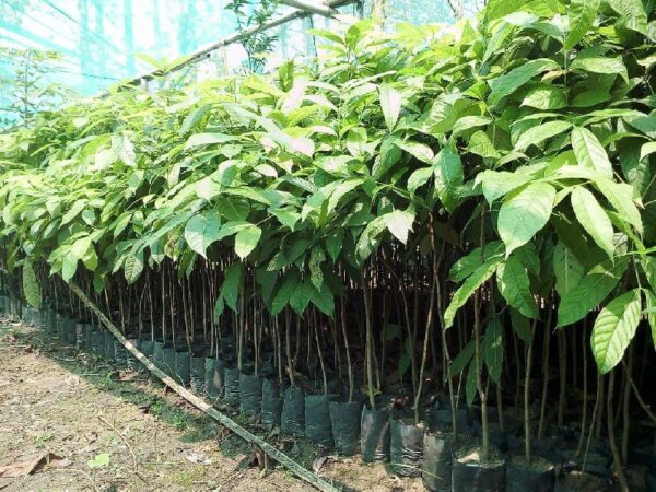 Mahogany Plants, african mahogany