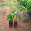 Mahogany Plants, african mahogany