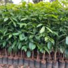 Mahogany Plants, african mahogany