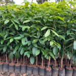 Mahogany Plants, african mahogany