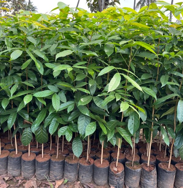 Mahogany Plants, african mahogany