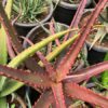 Red Alovera Plant