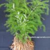 shatavari plants