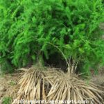 shatavari plants