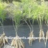 shatavari plants